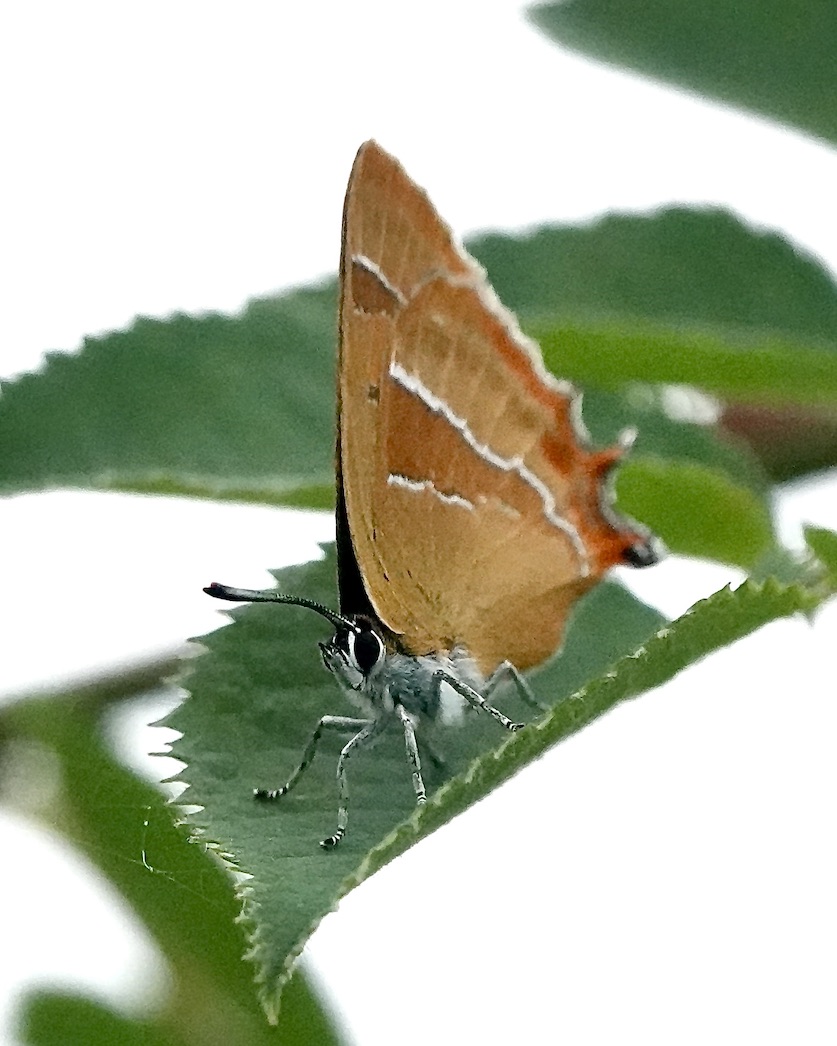 brown hairstreak